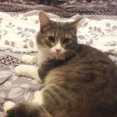 Подробнее об объявлении «Москва Найдена кошка хозяин отзовись которебено» Фото: найдена кошка  «Москва Найдена кошка хозяин отзовись которебено» в г. Москва