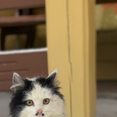 Подробнее об объявлении «Москва Найден кот в сколково ик» Фото: найдена кошка  «Москва Найден кот в сколково ик» в г. Москва