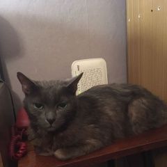 Подробнее об объявлении «Москва Найден котик» Фото: найдена кошка  «Москва Найден котик» в г. Москва