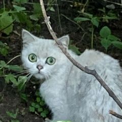 Подробнее об объявлении «Найдена кошка Балашиха» Фото: найдена кошка Британская короткошерстная кошка «Найдена кошка Балашиха» в г. Балашиха