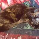 Подробнее об объявлении «Новосибирск Найдена кошка» Фото: найдена кошка  «Новосибирск Найдена кошка» в г. Новосибирск