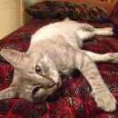 Подробнее об объявлении «Москва Найден кот» Фото: найдена кошка  «Москва Найден кот» в г. Москва