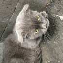 Подробнее об объявлении «Москва Найдена кошка» Фото: найдена кошка Шотландская вислоухая «Москва Найдена кошка» в г. Москва