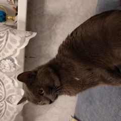 Подробнее об объявлении «Москва Найден кот» Фото: найдена кошка  «Москва Найден кот» в г. Москва