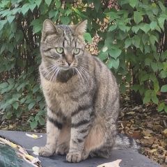 Подробнее об объявлении «Москва Найден кот» Фото: найдена кошка  «Москва Найден кот» в г. Москва