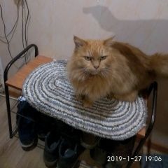 Подробнее об объявлении «Таганрог Найдена кошка» Фото: найдена кошка  «Таганрог Найдена кошка» в г. Таганрог