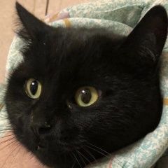 Подробнее об объявлении «Москва Найдена кошка чёрная с жёлтыми глазами» Фото: найдена кошка  «Москва Найдена кошка чёрная с жёлтыми глазами» в г. Москва