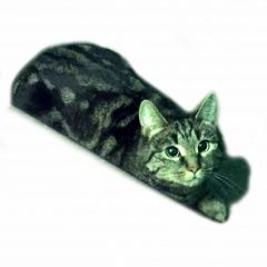 Подробнее об объявлении «Москва Найдена кошка кошечка ул.кутузова» Фото: найдена кошка  «Москва Найдена кошка кошечка ул.кутузова» в г. Москва