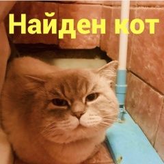 Подробнее об объявлении «Найден кот Ростов-на-Дону» Фото: найдена кошка Британская короткошерстная «Найден кот Ростов-на-Дону» в г. Ростов-на-Дону