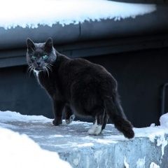 Подробнее об объявлении «Найдена кошка кот/кошка Красногорск» Фото: найдена кошка  «Найдена кошка кот/кошка Красногорск» в г. Красногорск