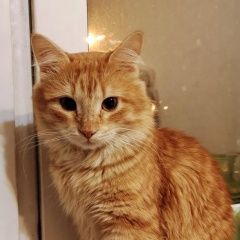 Подробнее об объявлении «Найден кот рыжий кот Зеленоград» Фото: найдена кошка  «Найден кот рыжий кот Зеленоград» в г. Зеленоград