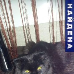 Подробнее об объявлении «Новосибирск Найден кот черный кот (вислоухий)» Фото: найдена кошка  «Новосибирск Найден кот черный кот (вислоухий)» в г. Новосибирск