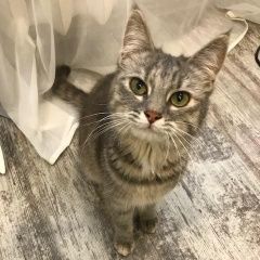 Подробнее об объявлении «Краснодар Найдена кошка» Фото: найдена кошка  «Краснодар Найдена кошка» в г. Краснодар