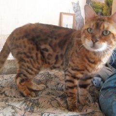 Подробнее об объявлении «Москва Найден кот бенгальский кот» Фото: найдена кошка Бенгальская «Москва Найден кот бенгальский кот» в г. Москва