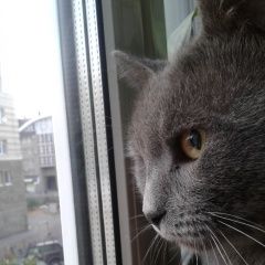 Картинка найдена кошка В городе Уфа обнаружен котик. Уфа