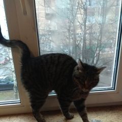 Подробнее об объявлении «Найдена кошка по адресу, маршала жукова, 34 Одинцово» Фото: найдена кошка  «Найдена кошка по адресу, маршала жукова, 34...» в г. Одинцово