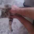 Подробнее об объявлении «Москва Найдена кошка балаклавский проспект» Фото: найдена кошка  «Москва Найдена кошка балаклавский проспект» в г. Москва