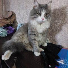 Подробнее об объявлении «Найдена кошка огромный кот/кошка балашихинское шоссе Балашиха» Фото: найдена кошка  «Найдена кошка огромный кот/кошка балашихинское...» в г. Балашиха