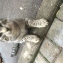 Подробнее об объявлении «Москва Найдена кошка» Фото: найдена кошка  «Москва Найдена кошка» в г. Москва