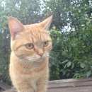 Подробнее об объявлении «Электроугли Найдена кошка 22 августа 2017 года» Фото: найдена кошка  «Электроугли Найдена кошка 22 августа 2017 года» в г. Электроугли