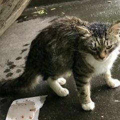 Подробнее об объявлении «Москва Найдена кошка в районе ростокино» Фото: найдена кошка  «Москва Найдена кошка в районе ростокино» в г. Москва