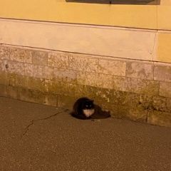 Картинка найдена кошка В городе Санкт-Петербург найдена кошечька. Санкт-Петербург