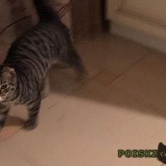 Подробнее об объявлении «Ставрополь Найден котенок вислоухий (около - месяцев).» Фото: найдена кошка  «Ставрополь Найден котенок вислоухий (около -...» в г. Ставрополь