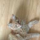 Подробнее об объявлении «Найден кот рыжий Верхняя Пышма» Фото: найдена кошка  «Найден кот рыжий Верхняя Пышма» в г. Верхняя Пышма