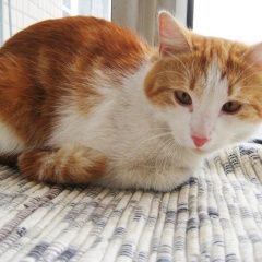 Подробнее об объявлении «Санкт-Петербург Найден кот молодой кот» Фото: найдена кошка  «Санкт-Петербург Найден кот молодой кот» в г. Санкт-Петербург