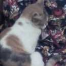 Подробнее об объявлении «Москва Найдена кошка» Фото: найдена кошка  «Москва Найдена кошка» в г. Москва