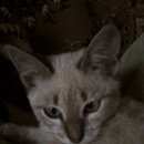 Подробнее об объявлении «Липецк Найден кот отдам даром или найти старых хозяев» Фото: найдена кошка Тайская «Липецк Найден кот отдам даром или найти старых...» в г. Липецк