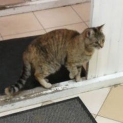 Подробнее об объявлении «Москва Найдена кошка ищем хозяев.» Фото: найдена кошка  «Москва Найдена кошка ищем хозяев.» в г. Москва