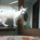 Подробнее об объявлении «Найдена кошка Колпино» Фото: найдена кошка  «Найдена кошка Колпино» в г. Колпино