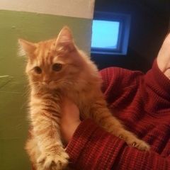 Подробнее об объявлении «Найден котёнок - месяцев Самара» Фото: найдена кошка  «Найден котёнок - месяцев Самара» в г. Самара