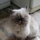 Подробнее об объявлении «Бердск Найдена кошка» Фото: найдена кошка Персидская «Бердск Найдена кошка» в г. Бердск