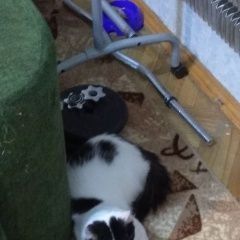 Подробнее об объявлении «Химки Найден кот» Фото: найдена кошка  «Химки Найден кот» в г. Химки