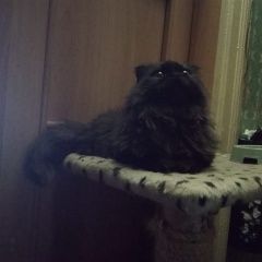 Подробнее об объявлении «Москва Найдена кошка метис перса» Фото: найдена кошка  «Москва Найдена кошка метис перса» в г. Москва