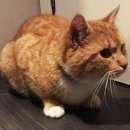 Подробнее об объявлении «Санкт-Петербург Найден кот рыжий кот» Фото: найдена кошка Курильский бобтейл «Санкт-Петербург Найден кот рыжий кот» в г. Санкт-Петербург