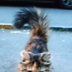 Подробнее об объявлении «Химки Найдена кошка» Фото: найдена кошка  «Химки Найдена кошка» в г. Химки