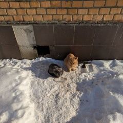 ����: ������� �����  ������� ��� ������ � �. ������