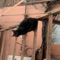 Подробнее об объявлении «Найден кот чёрный кот Москва» Фото: найдена кошка  «Найден кот чёрный кот Москва» в г. Москва
