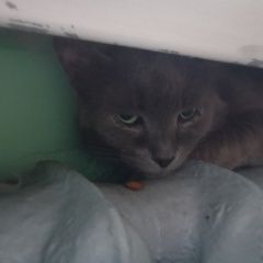 Подробнее об объявлении «Найдена кошка. Москва» Фото: найдена кошка  «Найдена кошка. Москва» в г. Москва