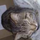 Подробнее об объявлении «Москва Найден кот» Фото: найдена кошка  «Москва Найден кот» в г. Москва