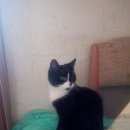 Подробнее об объявлении «Санкт-Петербург Найдена кошка с-пб, ул воронежская» Фото: найдена кошка  «Санкт-Петербург Найдена кошка с-пб, ул воронежская» в г. Санкт-Петербург