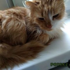 Подробнее об объявлении «Москва Найдена кошка рыжий перс» Фото: найдена кошка Персидская «Москва Найдена кошка рыжий перс» в г. Москва