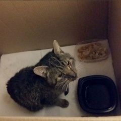 Подробнее об объявлении «Москва Найден котик ищет дом» Фото: найдена кошка  «Москва Найден котик ищет дом» в г. Москва