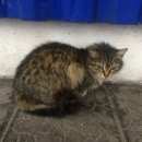Подробнее об объявлении «Найдена кошка возможна беременна Балашиха» Фото: найдена кошка  «Найдена кошка возможна беременна Балашиха» в г. Балашиха