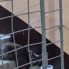 Подробнее об объявлении «Найдена кошка московский район Санкт-Петербург» Фото: найдена кошка  «Найдена кошка московский район Санкт-Петербург» в г. Санкт-Петербург