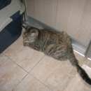 Подробнее об объявлении «Люберцы Найдена кошка ищу дом» Фото: найдена кошка  «Люберцы Найдена кошка ищу дом» в г. Люберцы