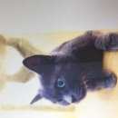 Подробнее об объявлении «Москва Найдена кошка русская голубая кошка» Фото: найдена кошка Русская голубая «Москва Найдена кошка русская голубая кошка» в г. Москва